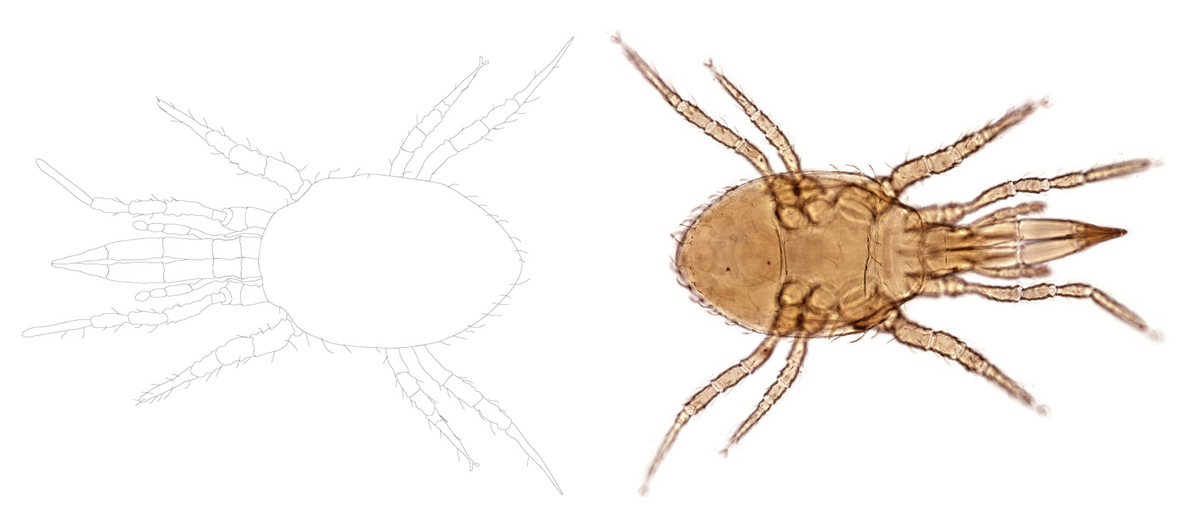 Beneficial Stratiolaelaps scimitus mites for the control of Trips