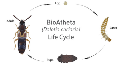 Rove Beetle